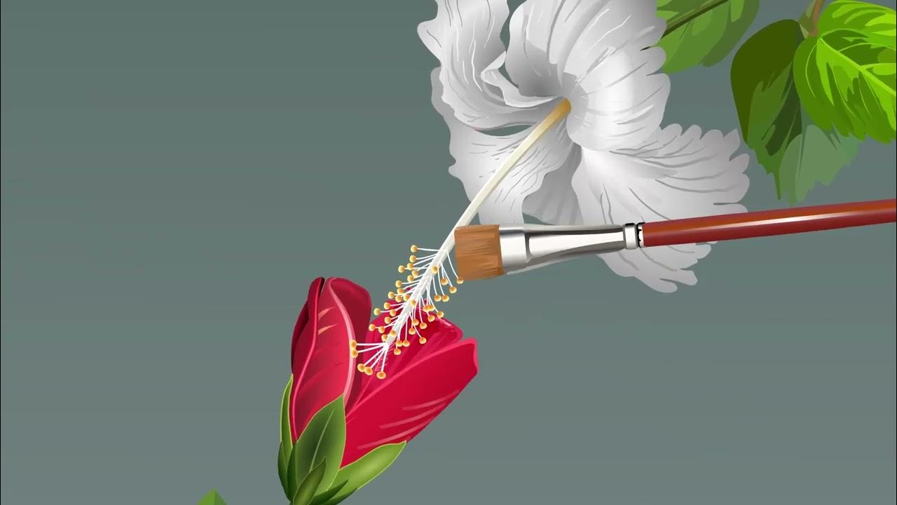 Steps of Artificial Hybridization YouTube