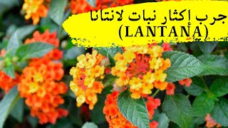 كيفية إكثار نبات لانتانا (Lantana) بهذه الطريقة /إكثار نباتات الزينة