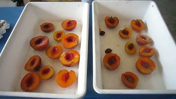 Freestone Peach Sorting Test by Raynbow | RAYTEC VISION SpA