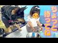 愛犬とBBQに行ったら、小さな女の子にお世話されてましたw【ジャーマンシェパード】