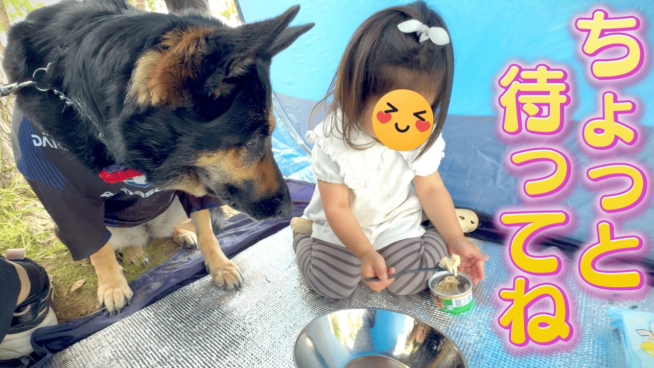 愛犬とBBQに行ったら、小さな女の子にお世話されてましたw【ジャーマンシェパード】