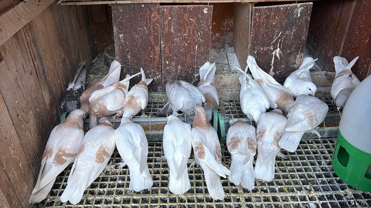 GÜVERCİN KALİTENİN SON NOKTASI LİMONİLER BEYAZLAR DAMIZLIK KUŞLARIMIZ VE SOHBET İYİ SEYİRLER 