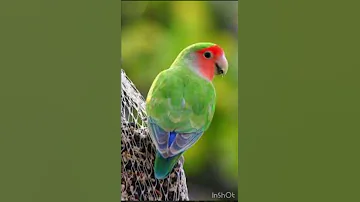 صوت طيور الروز 