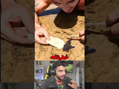 هشت پای سمی پیدا کرد  حیوانات  ترسناک