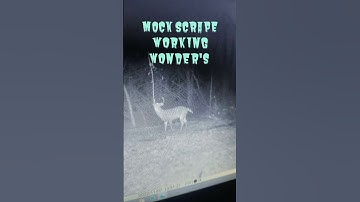 MOCK SCRAPE PROOF THEY WORK #deer #hunting #michigan #outdoors #shorts