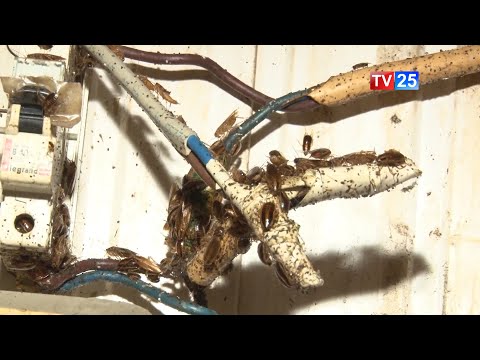 მადონა კოიძე: ეს არის ობიექტი, რომელმაც შემაშინა - ამდენი ტარაკანა ერთად არასდროს მინახავს