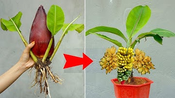 Great Technique For Grafting Banana Tree Growing fast with aloe vera  How to grow banana trees