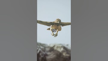 When God Prepares You to Soar I Motivational quotes #shorts #attitude #sigmarule