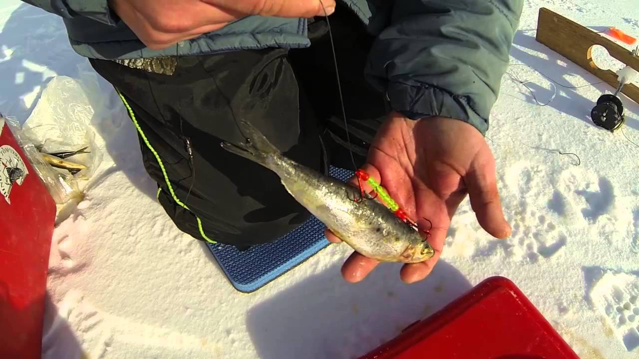 baits for winter pike 