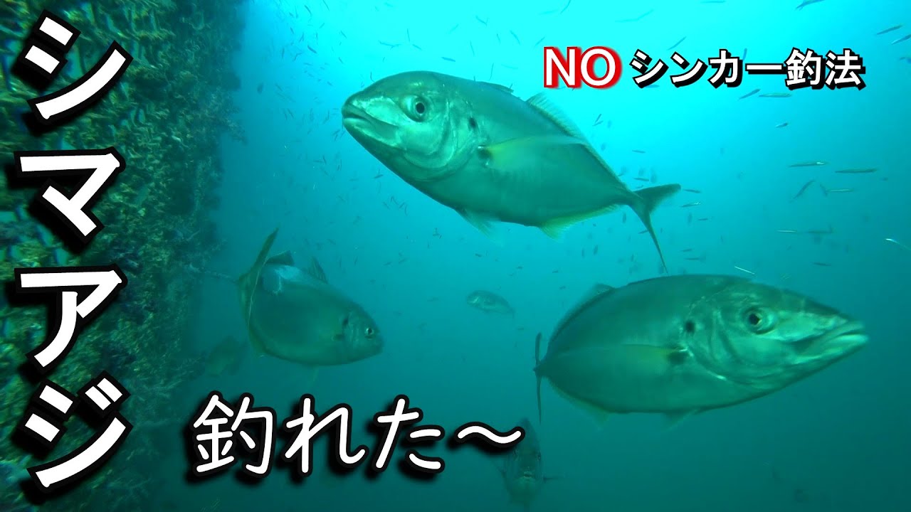 シマアジが釣れました…海上釣り堀まるやで最近シマアジを放流中！・・・釣ってみたいと、あの手この手で工夫の結果、狙い通リにシマアジをゲット出来ました…狙って釣れた！時の感激、ひとしおです。