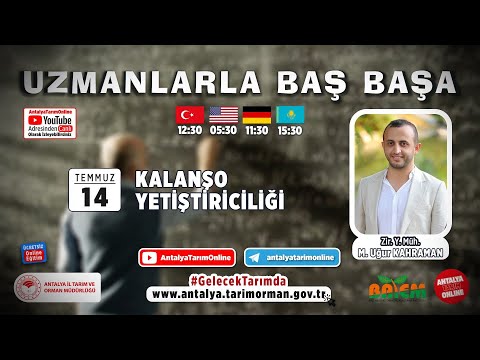 Video: Yaprak Nematod Tedavisi: Krizantem Bitkilerinde Yaprak Nematodları Nasıl Durdurulur