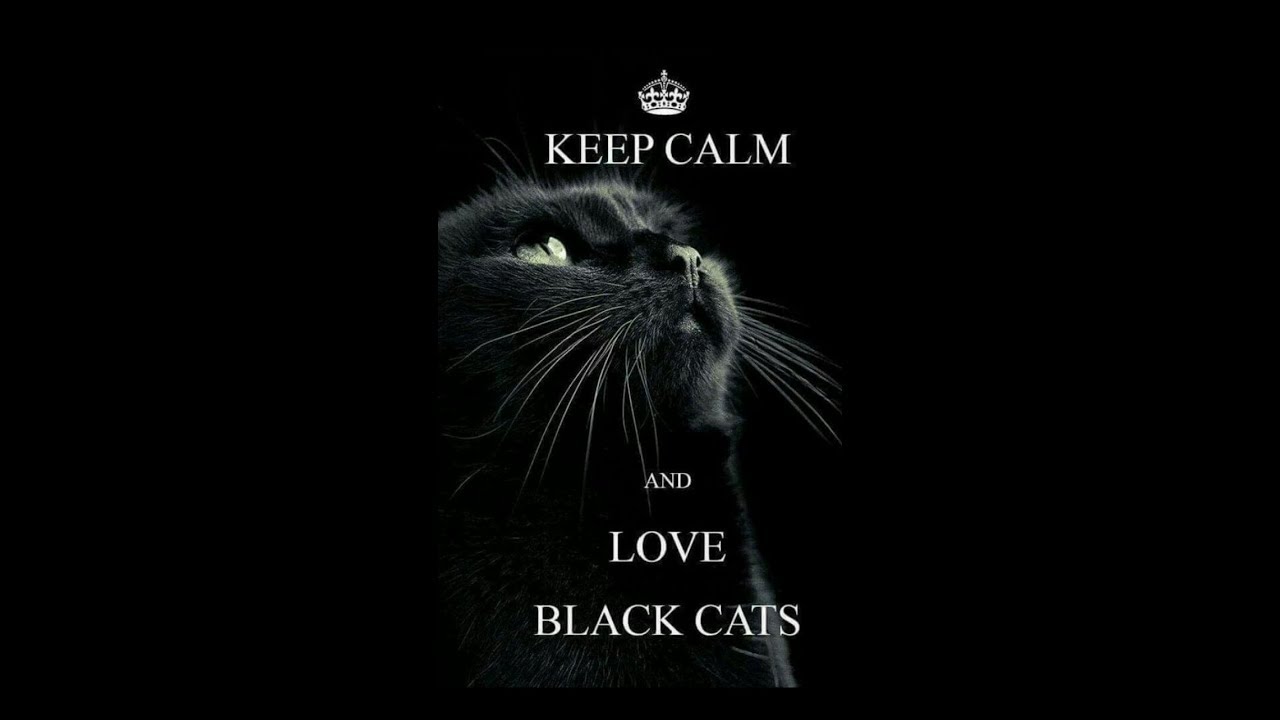 Black Cats are amazingly beautiful 