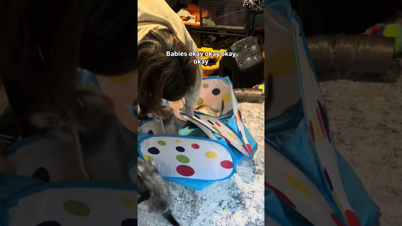 Время играть с хорьком! 