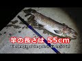釣ったウグイを塩焼きにしてみた。 の動画、YouTube動画。