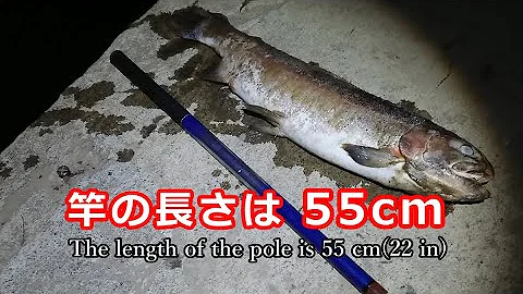 ウグイの簡単な釣り方