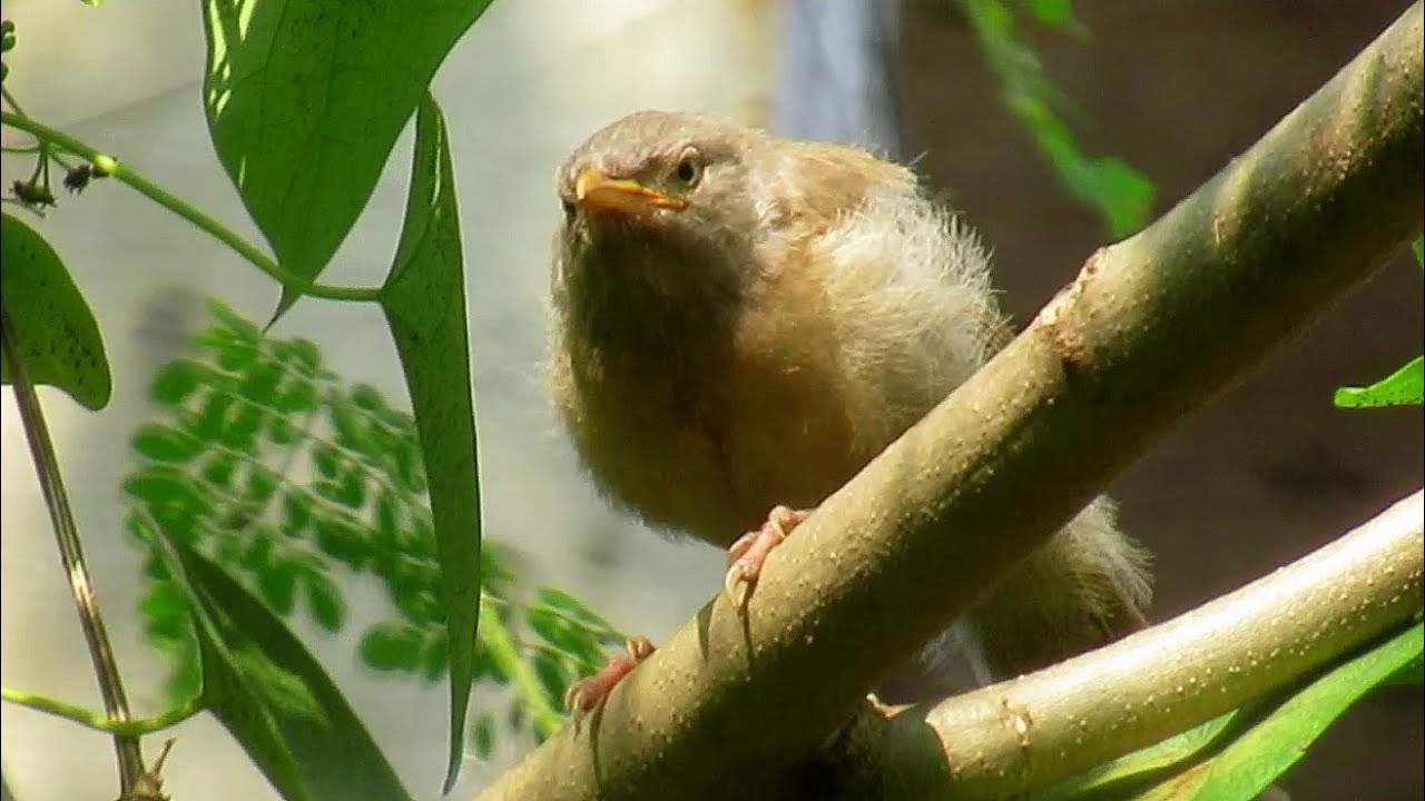 Jungle Babblers Visits My Backyard 
