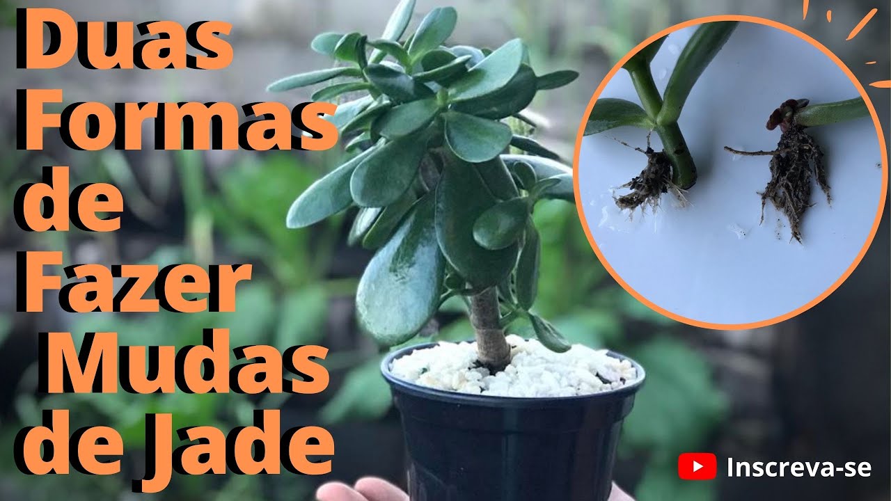Como fazer Mudas de JADE de duas formas | Veja esse vídeo