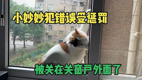 貓咪犯錯誤時不用打罵，用它的方式懲罰它，我這種做法對不對【KO的旅行日記】 - 天天要聞