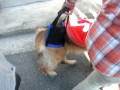 大型犬の介護お散歩実習