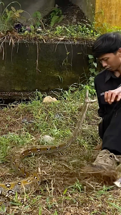 Download lagu rescue u1ar python under the bridge #viralvideo