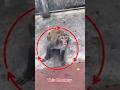 Don’t Mess With This Monkey 😂 Instant Karma!#short #funnyvideo