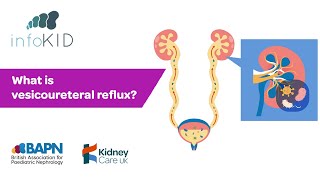 What is vesicoureteral reflux? | Kidney disease | infoKID