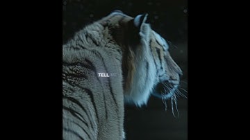 "Pi & Richard Parker" : A Bond Beyond Survival #shorts #edit