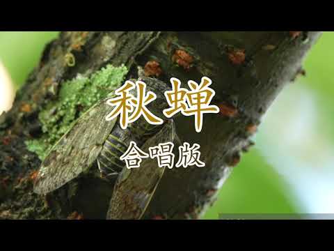 秋蝉 -  合唱版 （歌词）