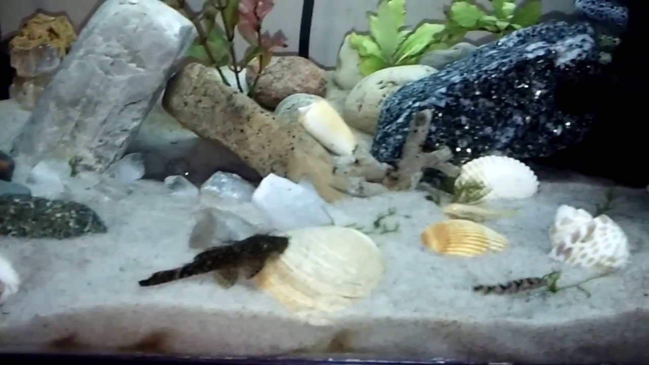 Quick Update! New fish in the 30 gallon Bottom Dweller tank YouTube