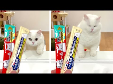 おやつが食べたすぎて窓の存在に気がつかなかった猫…。