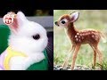 Cutest Animals! Cute baby animals Videos Compilation cute moment of the animals | Cute AZ