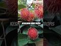 Buah Rambutan pertama #shorts #shortvideo #buah