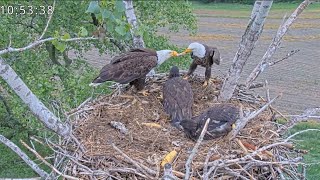 Kansas Eagles 51624.  Seven Deliveries; Comical Tandem Feeding ; + Wing Flapping Eaglets!