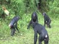 Do bonobos have more sex than chimpanzees?