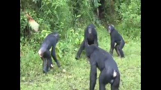 Do bonobos have more sex than chimpanzees?