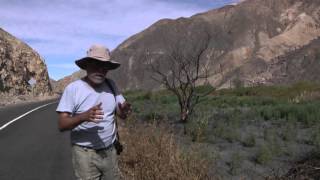 Tarapaca Bajo 10-11-2015