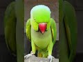 Indian ringneck parrot Bird talking mithu ! #parrot #talkingparot #birds #youtubeshorts