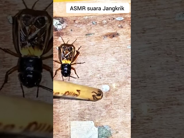 jangkrik #asmr #relaxationzone #insects #nature