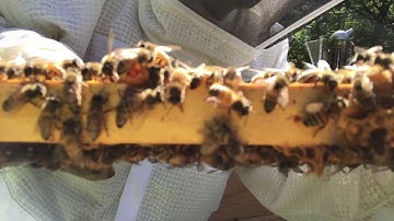 When to add a honey super.