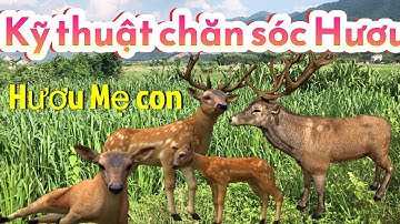 Chăn sóc Hươu con và hươu mẹ cách tách đàn Hươu, Kỹ thuật chăn nuôi hươu, hiệu quả từ việc nuôi hươu