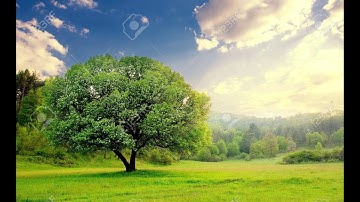 قصار السور للقارئ الشيخ خالد القحطاني