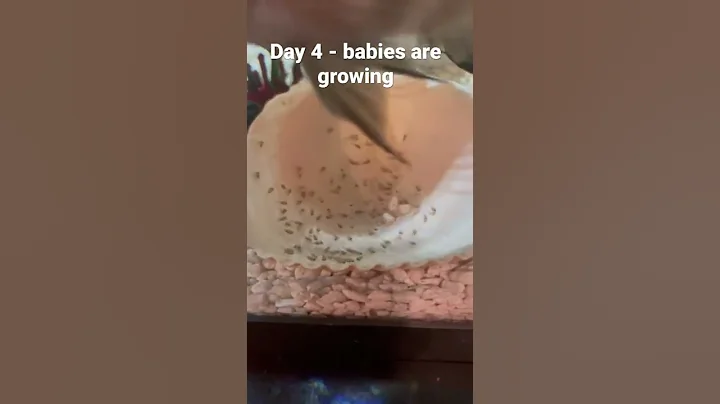 Day 4