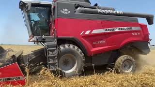 Laverda 205 Rev Masseyferguson 7345S Biçerdöver Buğday Hasatı