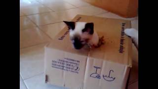 Супер кот Абармот -Смешные видео с котами-Выпуск 3
