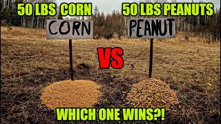 50lbs CORN vs 50lbs PEANUTS - Which One Does Wildlife Prefer?