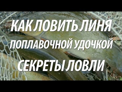 весенняя ловля линя на поплавочную удочку