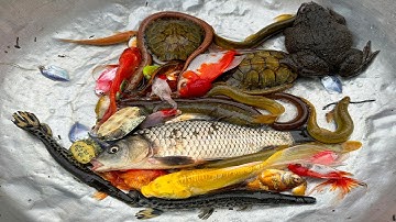 Kem Chanel lái công nông bắt cá chép, cá vàng, cá trê, cá mập, cá sấu, con ếch, cá cờ