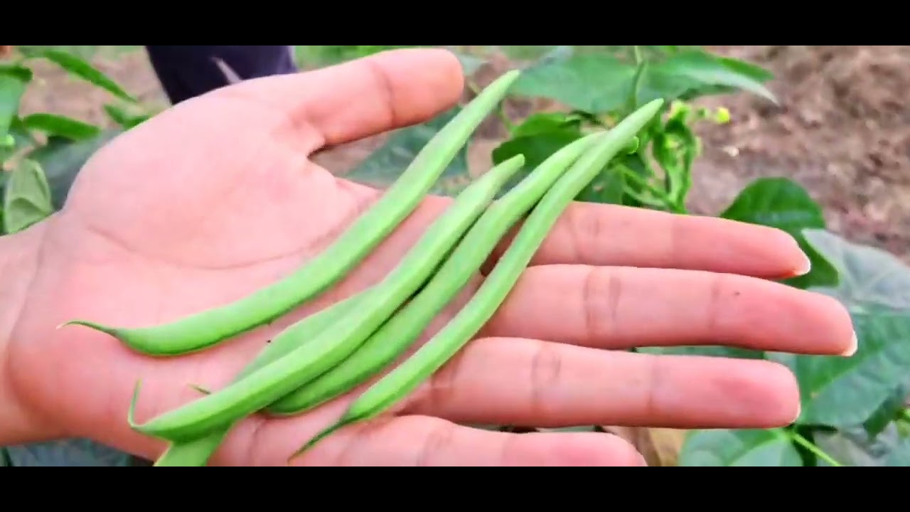 Kitchen garden 💚💚💚