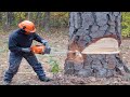 Dangerous stihl chainsaw felling big tree skill fastest cutting down tree chainsaw machines skill