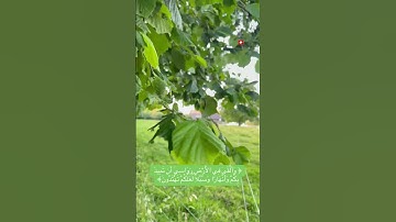 ما تيسر من سورة النحل #قرآن #اكسبلور #سويسرا #سورة_النحل
